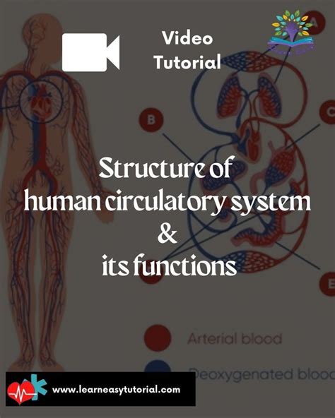 Image result for Circulatory System Tutorial