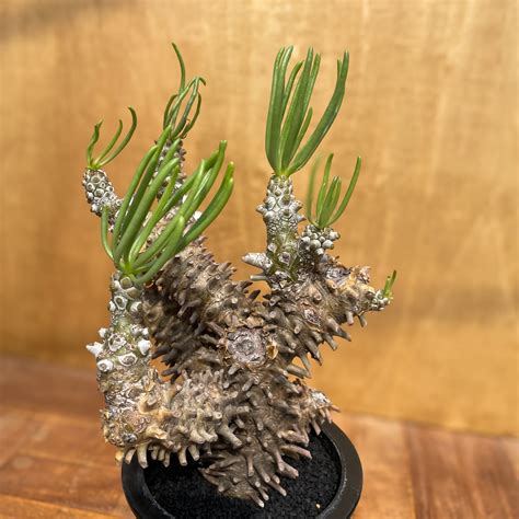 Tylecodon wallichii【チレコドン・ワリチー】 | RIMO'S GREEN 【Saboten & Succulent】