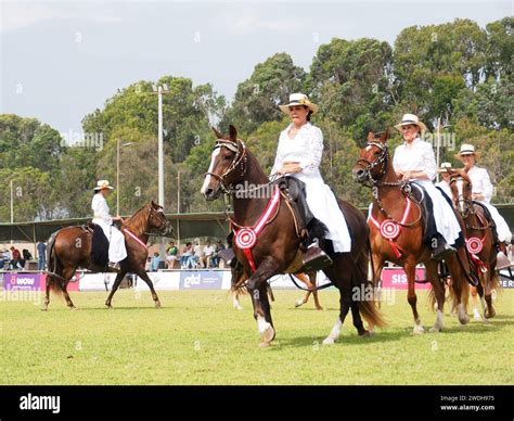 Creole women, in typical costume, riding a Peruvian Paso horse at the ...