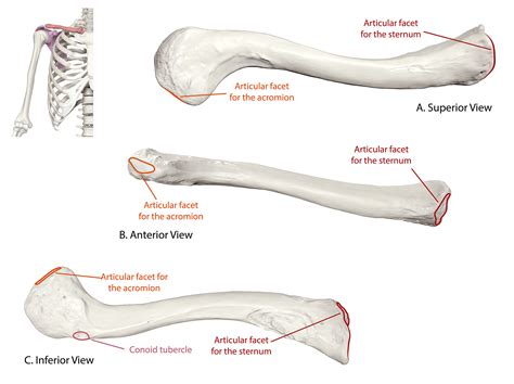Beyond The Bone: Understanding The Unique Features Of The Clavicle