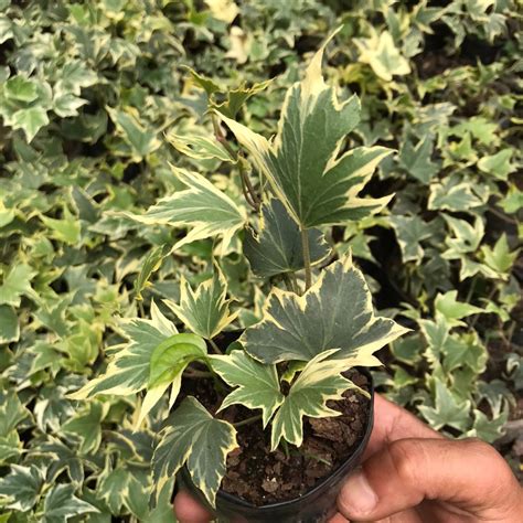 Variegated English Ivy 'Bettina' Plant
