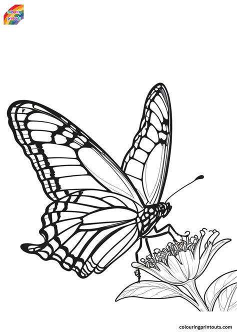 Monarch Butterfly Coloring Pages Printable