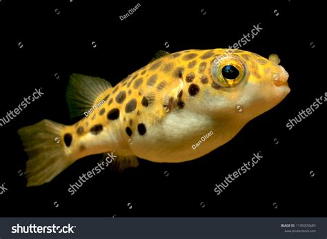 343 Spotted Green Puffer Fish Images, Stock Photos & Vectors | Shutterstock