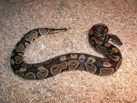 Image result for Ball Python Substrate