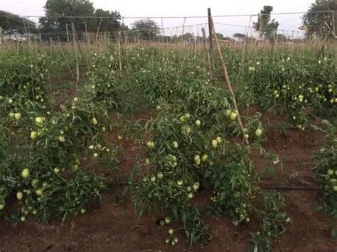 Agricultural Insecticide - PHMS Knockout Insecticides Manufacturer from ...