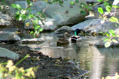 Mallards at Wheeler Gorge Campground - Ojai & Southern California Herb ...