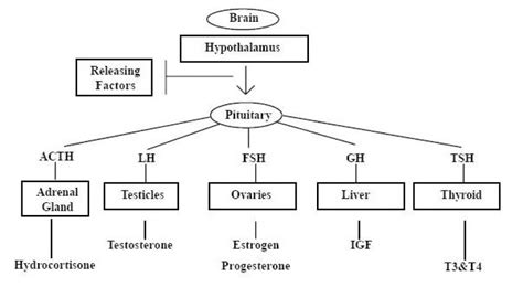 Image result for Endocrine System Flow Chart