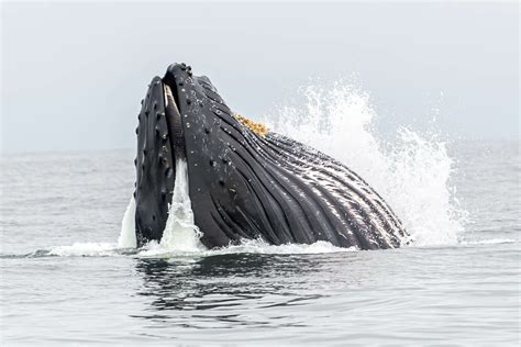 Hair Today, Gone Tomorrow: Do Whales Have Hair? - MarinePatch