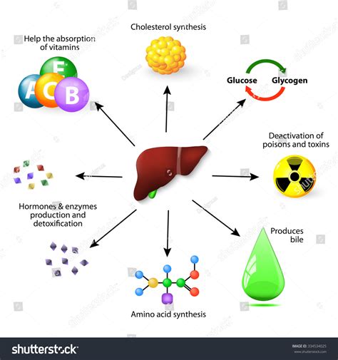 Liver Functions Synthesis Protein Amino Acid Stock Illustration ...