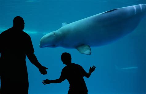 Shedd Aquarium is the first big Chicago museum to reopen. We went first ...