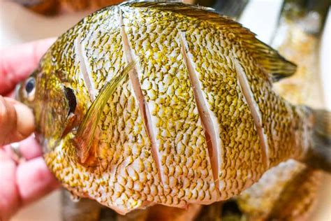 Image result for Clean and Cook Bluegill