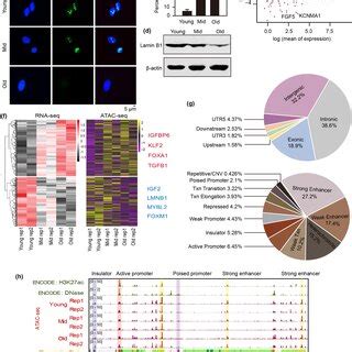 Image result for Genome Expression