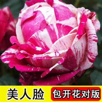 玫瑰花花期多长时间 —【发财农业网】