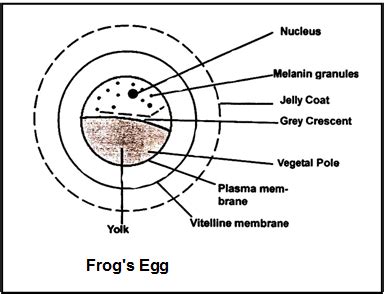Human Reproduction, Class 12, Biology Chapter Notes PDF Download