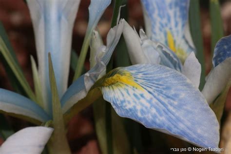 Iris vartanii - איריס הסרגל, Vartan's Iris | The Jerusalem Botanical ...