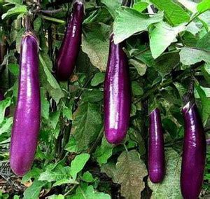 UGRA Asian EGGPLANt Seed Price in India - Buy UGRA Asian EGGPLANt Seed ...