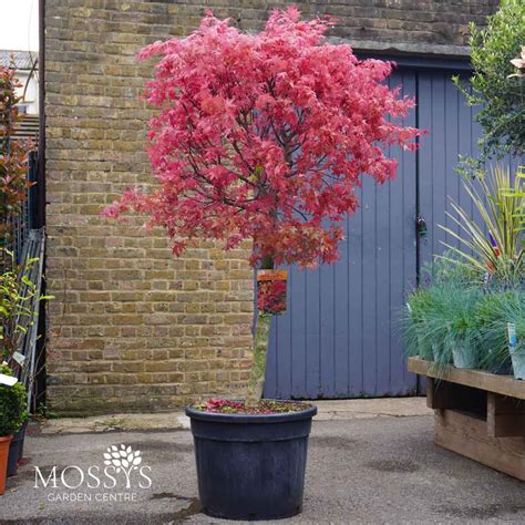Japanese Maple Acer 'Beni Maiko' Large (160cm) – Mossys Garden Centre