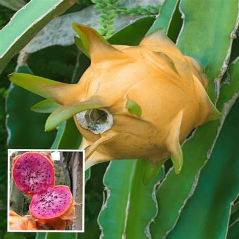 TAPOBON Red Dragon Fruit Cutting/Grafted Fruit Live Plant (1-2 Feet ...