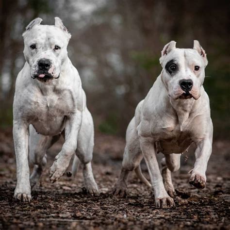 Most Dangerous Dog Breeds at Carl Cosme blog
