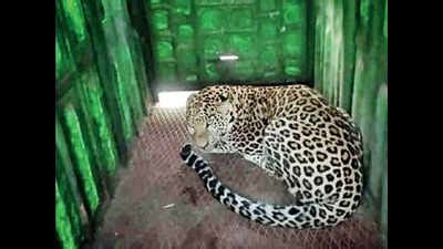 Village on NDA campus in grip of leopard fear | Pune News - Times of India