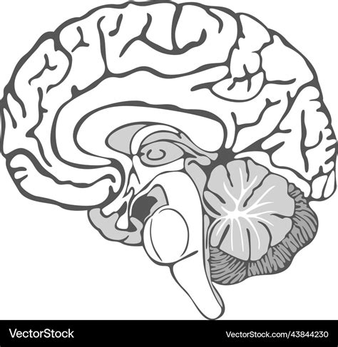 Brain Structure 的图像结果