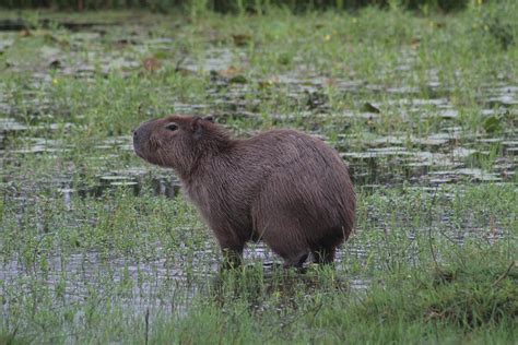 Giant Mexican Rat