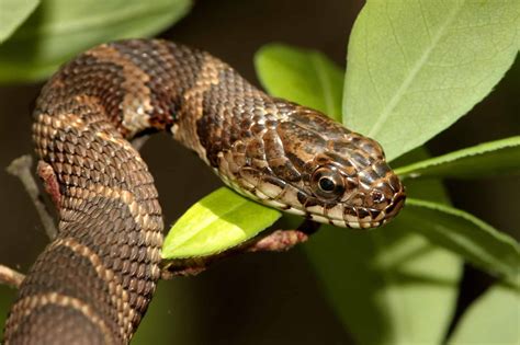 Water Snakes in Kentucky: Meet the 7 Types Swimming Around the ...