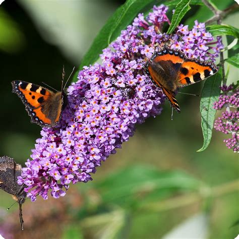 Butterfly Bush Seeds – The Incredible Seed Company Ltd