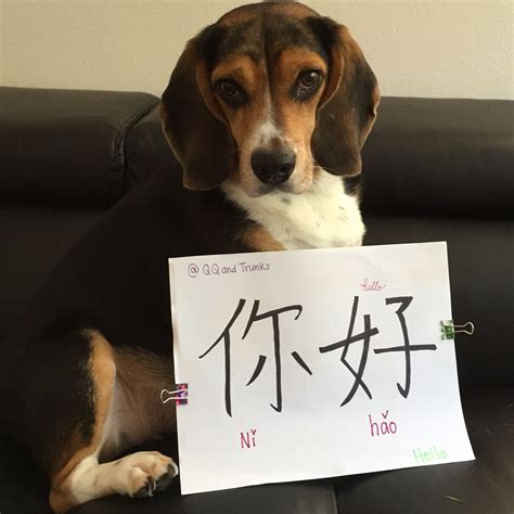 Ni Hao Ma Meaning - WillieewaAyala