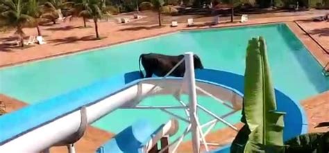 Watch: Cow Escapes Slaughterhouse, Runs To Water Park To Enjoy A Ride