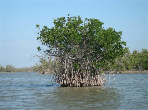 Mangroves and their role to ecology | Meer