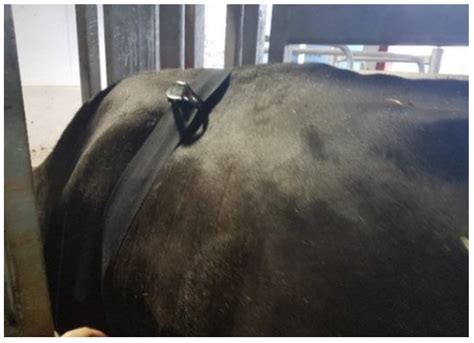 Modelling and Validation of Computer Vision Techniques to Assess Heart ...