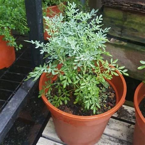 Creative Farmer Live Plant Ruta Graveolens Herb Of Grace Arutha Plants ...