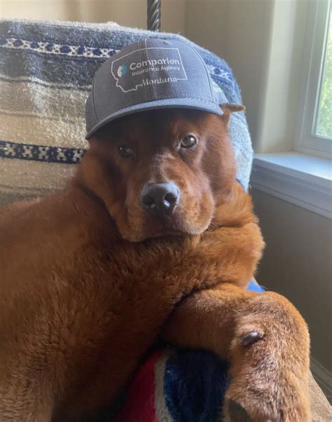 #insurance #pets #montana #wyoming #colorado #utah #idaho #oregon # ...