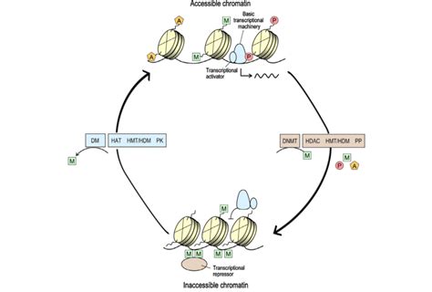 Epigenetic Modifications 的图像结果