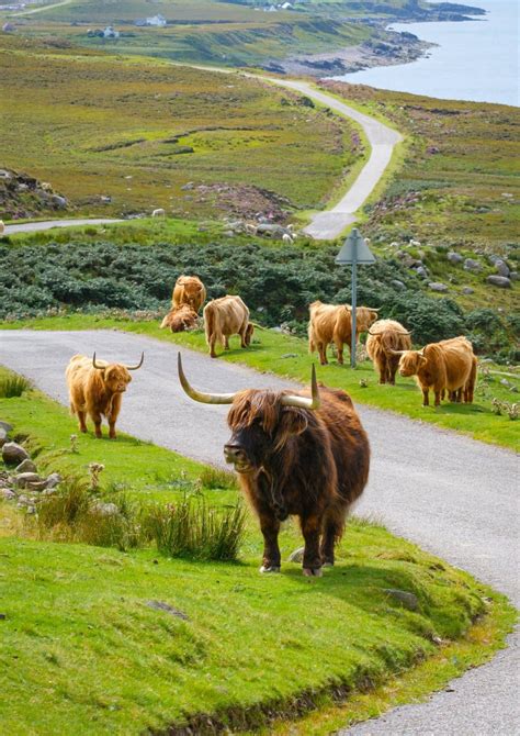 Where To Visit Highland Cows In Scotland
