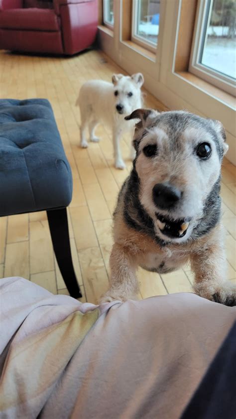 POV: Two old fart jack russels think you put your shoes on too slowly ...