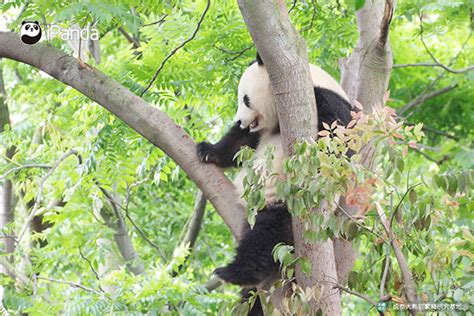 野生大熊猫今年第七次现身大熊猫国家公园唐家河片区