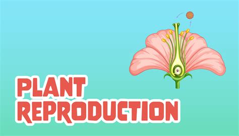 Image result for Plant Reproduction Simple