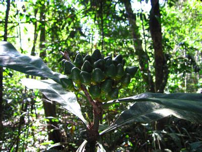 Potalia Aubl. | Plants of the World Online | Kew Science