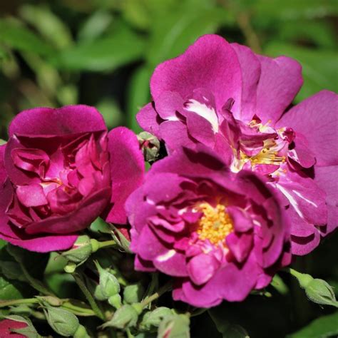 Purple Skyliner UK Potted Rose - Colin Gregory Roses Ltd