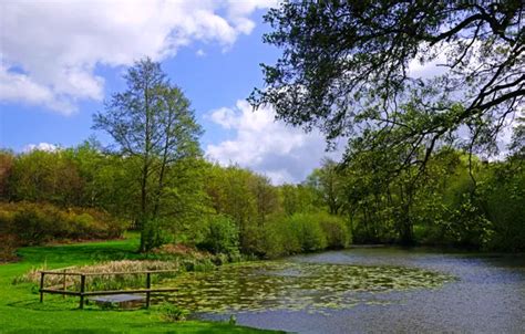 Download wallpaper greens, grass, clouds, trees, branches, pond, the ...