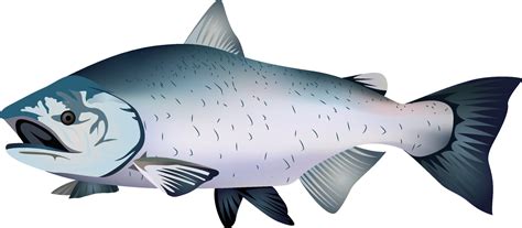 Chinook salmon or King salmon vector illustration clip art 21860945 ...