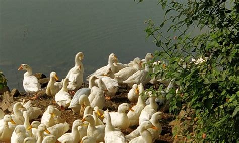 SNPP BIODIVERSITY ZONE - AGRO TOURISM - All You Need to Know BEFORE You ...