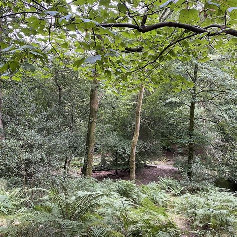 LANCRIGG - WORDSWORTHS WOODLAND WALKS - All You Need to Know BEFORE You ...