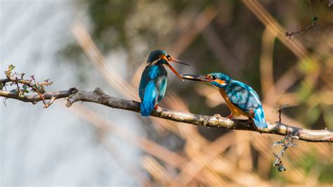 Wallpaper Two kingfishers, eat fish, tree branch 3840x2160 UHD 4K Picture, Image