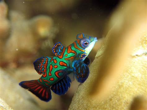 Mandarin Spotted Goby at Susan Mcdaniel blog