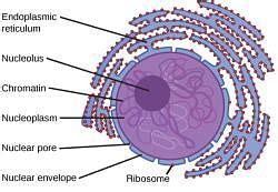 Cilia, Flagella, Centrosome and Centriole - Biology for ACT PDF Download