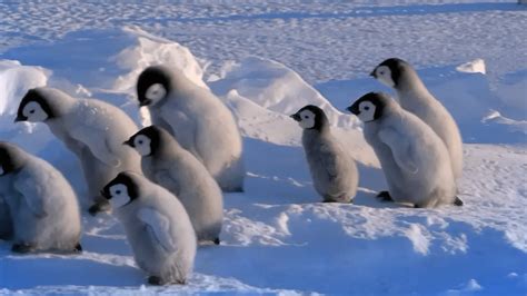 企鹅吃什么，附企鹅的栖息环境、繁殖习性 - 农敢网