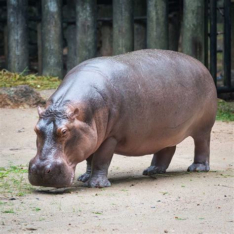 Why is a Hippopotamus called a River Horse? | Pitara Kids Network